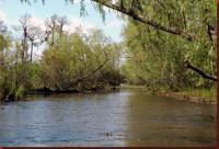 bayou